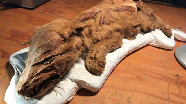Seekor anak serigala mumi, berusia lebih dari 50.000 tahun, dikatakan sebagai satu-satunya dari jenisnya di dunia. Foto: Yukon Goverment