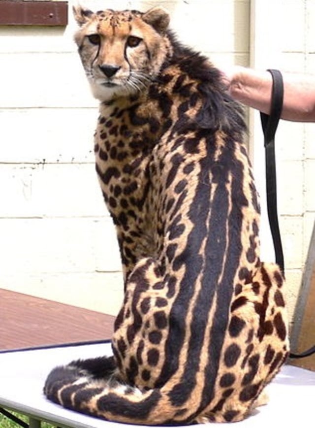 King Cheetah dengan tiga garis hitam di tubuhnya.  Foto: commons.wikimedia.org