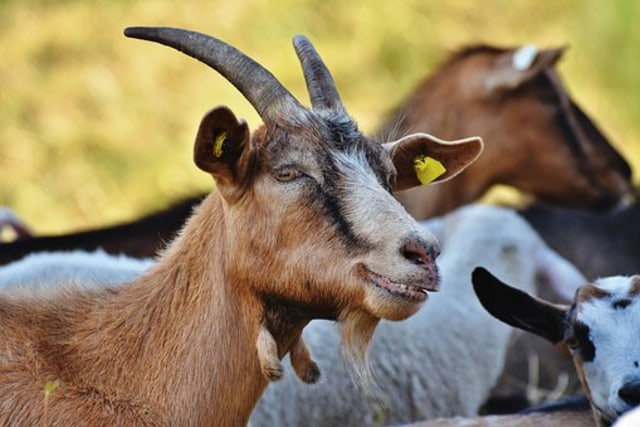 Syarat Kambing Aqiqah Yang Harus Sesuai Syariat Islam Kumparan Com