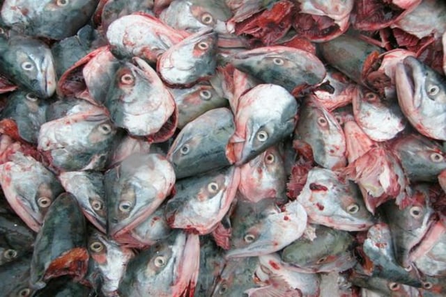 Ilustrasi limbah ikan. Foto: Istimewa