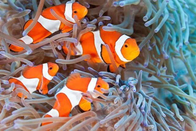 Simbiosis Mutualisme pada Ikan Badut dan Anemon Laut yang Harmonis