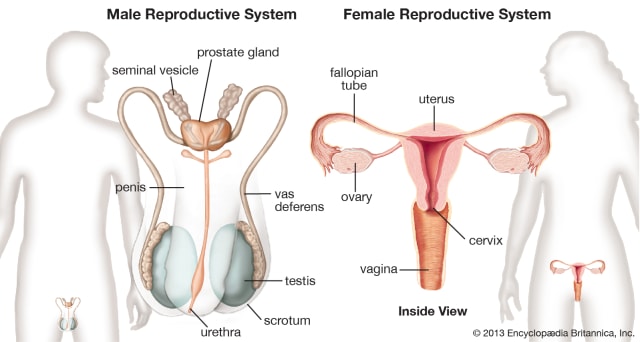 Sistem Reproduksi Manusia Foto: dok Britannica