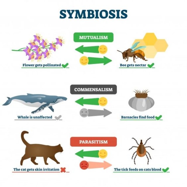 Sebutkan contoh simbiosis mutualisme parasitisme dan komensalisme masing-masing 1 contoh