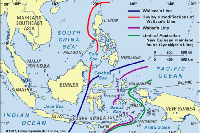 Ilustrasi Garis Khayal Persebaran Flora dan Fauna di Indonesia, Foto: Dok. Ecyclopedia Britannica