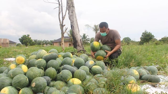 AIPDA Ralon Manurun, anggota Ditlantas Polda Riau dengan semangka ditanam bersama warga, Jumat (25/12/2020). Ia menyisihkan gajinya untuk mendanai berkebun semangka bersama warga,  
