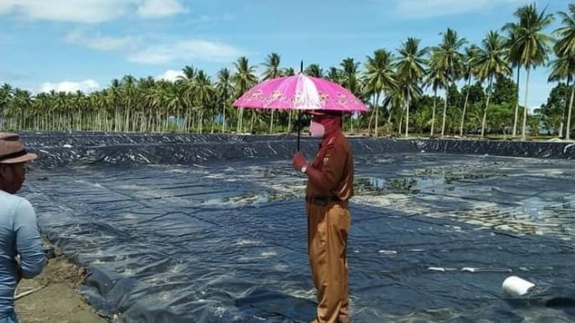 Bupati Buol Amirudin Rauf saat meninjau lokasi budidaya udang vaname di Kelurahan Kampung Bugis. Foto: Istimewa