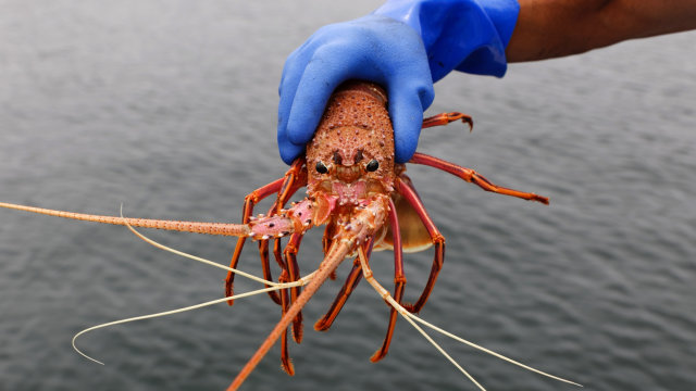 Menteri Trenggono Berencana Gandeng Vietnam untuk Budidaya Lobster (22446)
