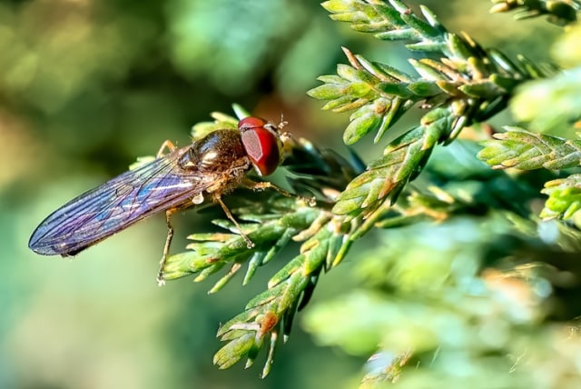 Lalat. Foto: Unsplash