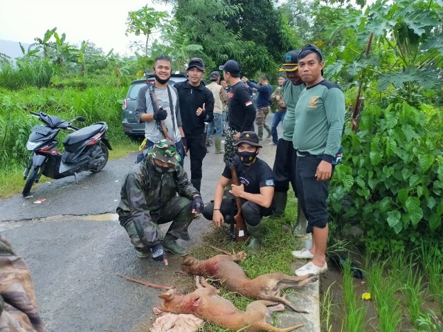 Petugas gabungan melumpuhkan beberapa ekor anjing liar yang diduga pemangsa puluhan ekor kambing di Kabupaten Kuningan, Jawa Barat. (Andri Yanto)