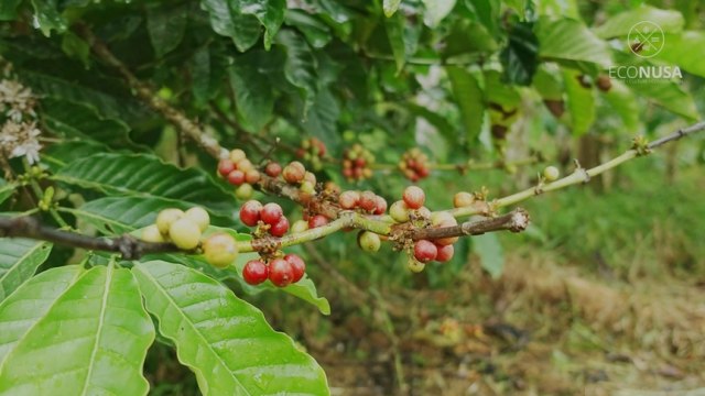 Bertani kopi merupakan kegiatan pertanian utama masyarakat Yapen. Foto: Muhammad Syukron Makmun/EcoNusa