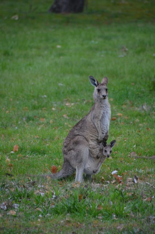 Kanguru. Foto: Pexels