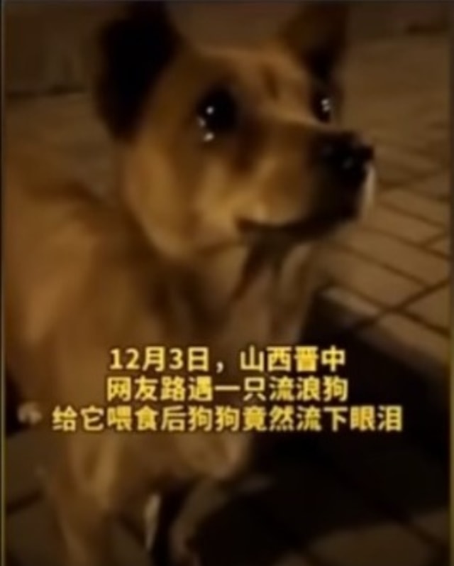 Viral Potret haru seekor anjing di China menangis saat diberi makanan di pinggir jalan. (Foto: YouTube/Tangkapan Layar Daily Viral)