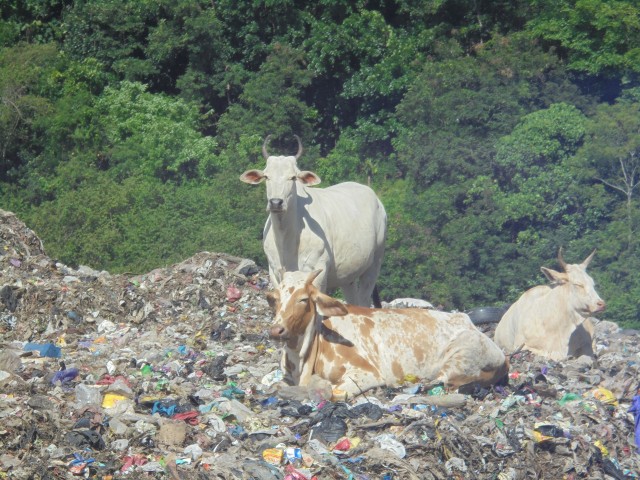 Beberapa ekor sapi sedang bersantai di atas tumpukan sampah. Foto: Widi Erha Pradana. 