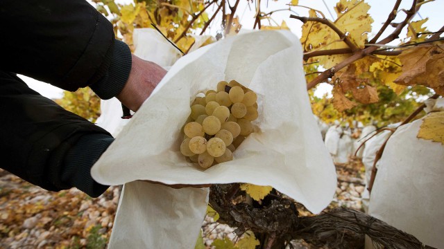 Ilustrasi Tradisi makan tahun baru di Spanyol - Seorang karyawan memanen anggur Vinalopo di sebuah kebun anggur di Novelda, Spanyol. Foto: JAIME REINA/AFP