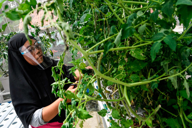 Anggota Kelompok Wanita Tani (KWT) Teratai merawat tanaman tomat yang ditanam dengan metode hidroponik di rumah kaca Green House, Sunter Muara, Jakarta, Selasa (29/12/2020). Foto: M RISYAL HIDAYAT/ANTARA FOTO