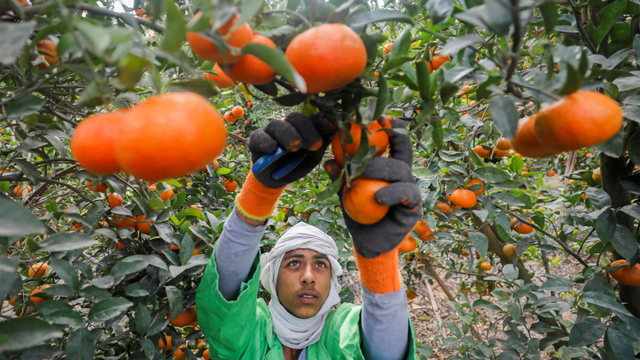 Ilustrasi petani sedang panen. Foto: MOHAMED ABD EL GHANY/REUTERS