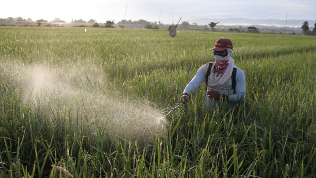 Petani menyemprot cairan pestisida di areal Persawahan.. Foto: ANTARA FOTO/Jojon