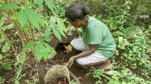 Warga mengambil betatas dan kasbi dari lahan kebunnya di Kampung Sawinggrai, Distrik Meos Mansar, Papua. Foto: Eco Nusa