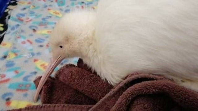 Burung Kiwi Putih Salju Super Langka Mati, Ini Penyebabnya (110767)