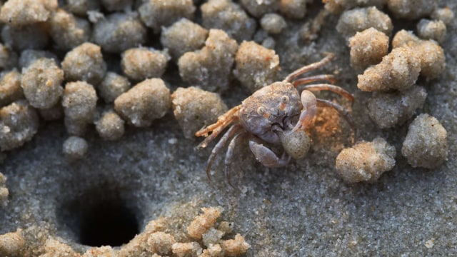 Kepiting Mungil Sand Bubbler Crab. Foto: Shutter Stock