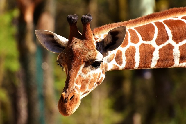 Ilustrasi kebun binatang. Gambar Pixabay