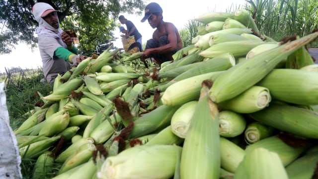 Petani memilah jagung manis saat panen di Desa Paron, Kediri, Jawa Timur, Kamis (31/12). Foto: Prasetia Fauzani/ANTARA FOTO