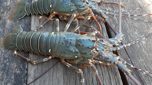 Lobster dari Kampung Goras, Distrik Mbahamdandara, Kabupaten Fakfak, Papua Barat. (Dok Hari Suroto/Balai Arkeologi Papua)