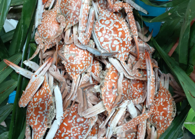Lobster, Kuliner Harian dari Kampung Goras Fakfak (136952)