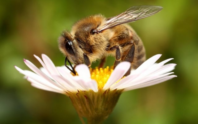 Simbiosis Mutualisme pada Lebah dan Bunga Foto: dok InformaZone