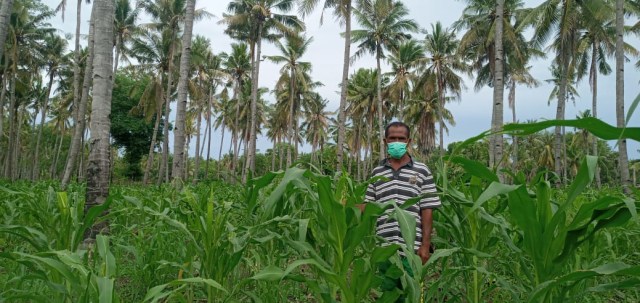 Seorang petani di Ile Ape menunjukkan tanaman jagung di kebunnya yang terserang hama ulat. Foto: Teddi Lagamaking.