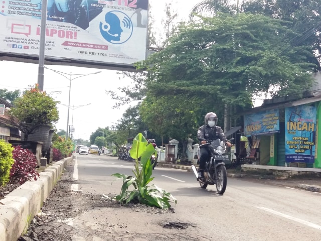 Kondisi jalan berlubang di Kabupaten Majalengka ditanami pohon pisang oleh warga setempat. (Oki Kurniawan)