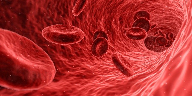 Peredaran darah pada manusia. Foto: pixabay