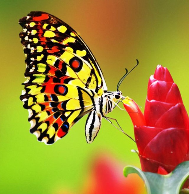 Ilustrasi Metamorfosis Kupu-kupu, Foto: Dok. Bobo Gird