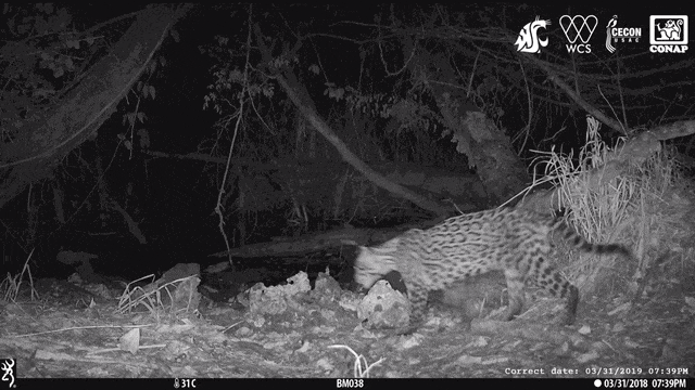 Seekor jaguar tertangkap kamera sedang memangsa kucing liar ocelot. Foto: Washington State University