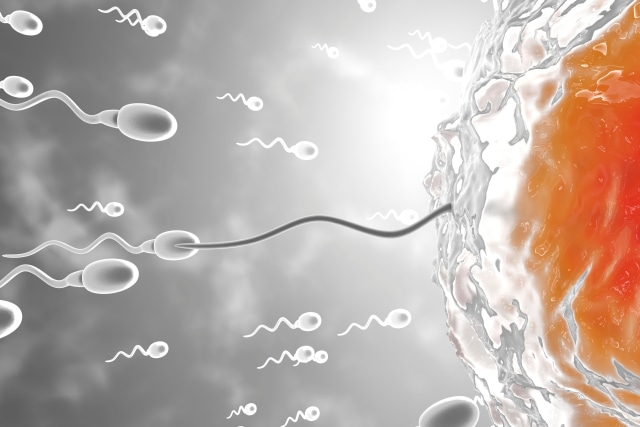 Ilustrasi sel sperma menuju sel telur untuk membuahi.  Foto: Getty Images
