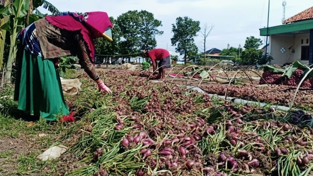 Petani bawang merah Brebes dengan hasil panenannya. 
