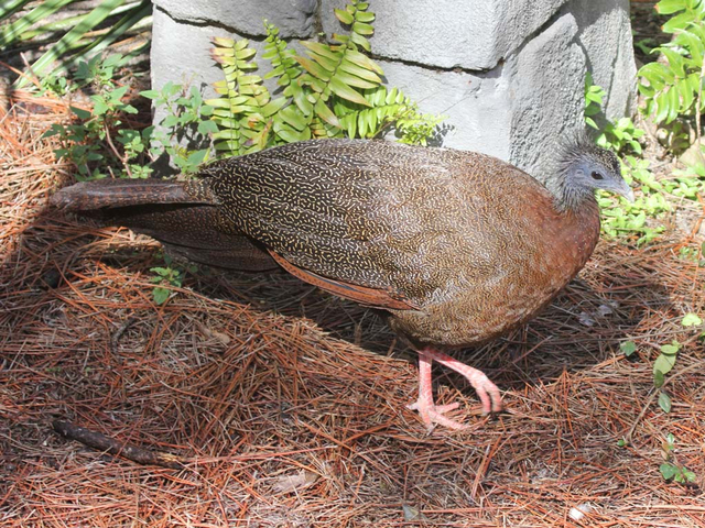 Burung Raksasa Asal Sumatera Ini Punya 100 Mata Tersembunyi (46864)