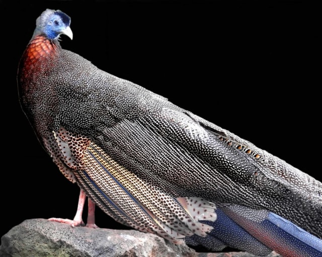 Burung Kuau Raja Foto: IUCN