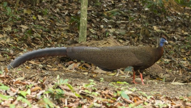 Ini Kuau Raja, Burung Raksasa Sumatera dengan '100 Mata' Tersembunyi (42591)
