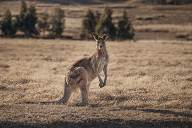 Kanguru Australia. Foto: Emirates One&Only Wolgan Valley (Tourism Australia).