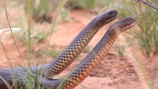 Ular dikira bergelut ternyata kawin. (Foto: Australian Wildlife Conservancy/Facebook)