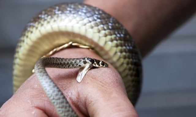 Arti mimpi digigit ular sumber foto: Islami Co