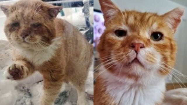 Kisah Pilu Kucing Oren Ketuk-ketuk Jendela Rumah Orang Minta 