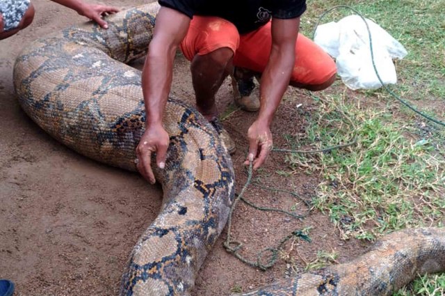 Warga Padang tengah mencoba mengikat ular piton yang kekenyangan yang diduga usai makan babi di kawsan Pegambiran Ampalu Padang, Sumatera Barat. Foto; ist