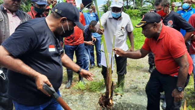 PDIP Papua ajak warga tanam pohon sagu untuk masa depan. (BumiPapua.com/Katharina)