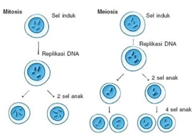 Fase fase pembelahan mitosis dan meiosis