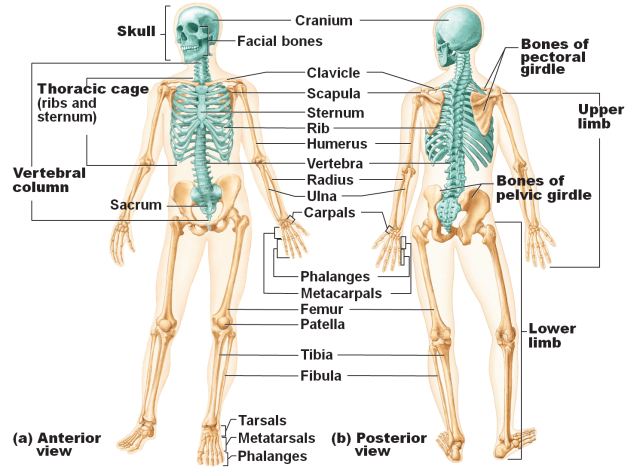 Rangka Tulang pada Manusia Foto: dok Pinterest