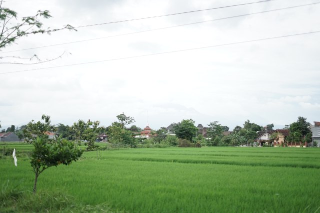 Menikmati Sore Hari Di Umbul Pluneng (13499)