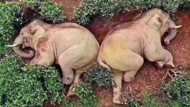 14 Gajah Mabuk Terkapar Setelah Makan Banyak Anggur (5481)