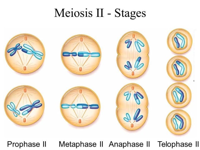 Pembelahan Meiosis I Dan II Lengkap Beserta Gambar | Kumparan.com